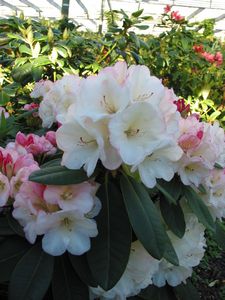 (R. VULCAN X R. ELSPETH)